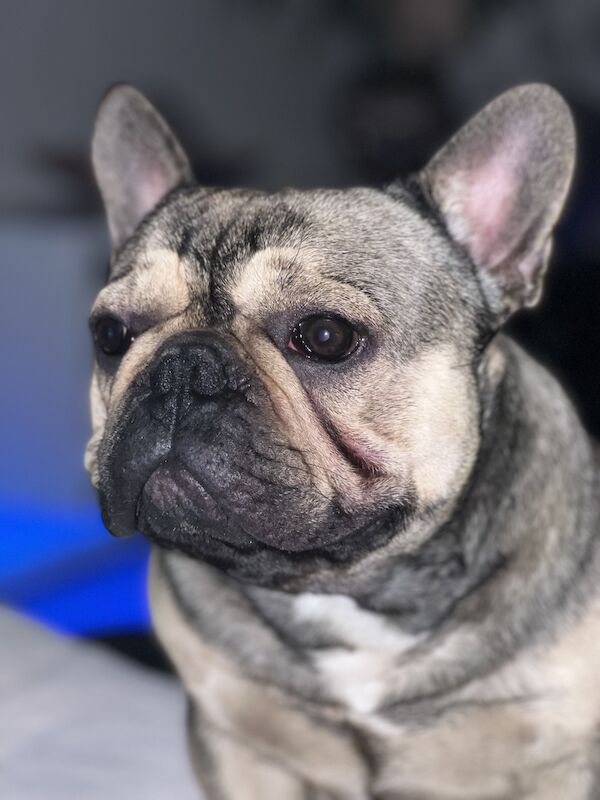 French Bulldog puppies for sale in Birmingham, West Midlands – 4 years old - Image 9 of 15