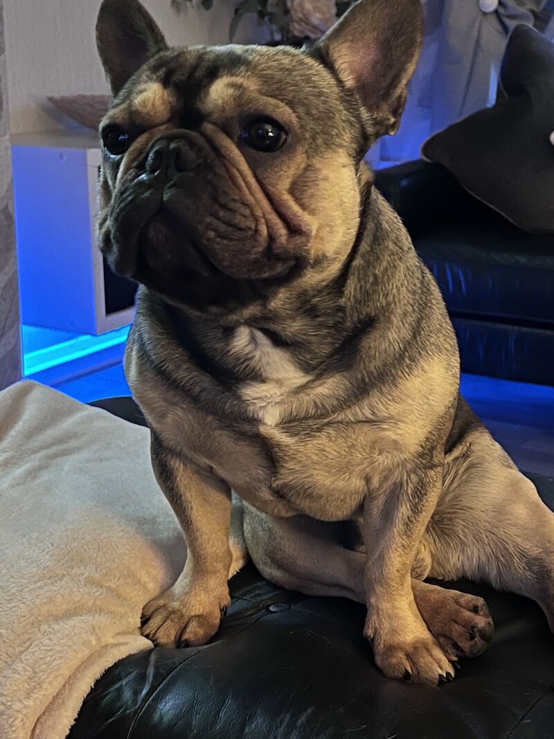 French Bulldog puppies for sale in Birmingham, West Midlands – 4 years old - Image 10 of 15