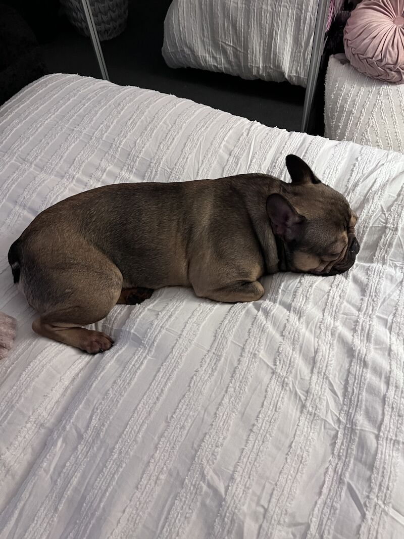 French Bulldog puppies for sale in Birmingham, West Midlands – 4 years old - Image 11 of 15