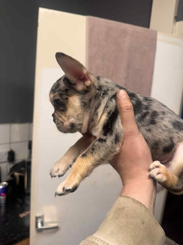 French Bulldog puppies for sale in Cudworth, South Yorkshire – 11 weeks old - Image 3 of 3