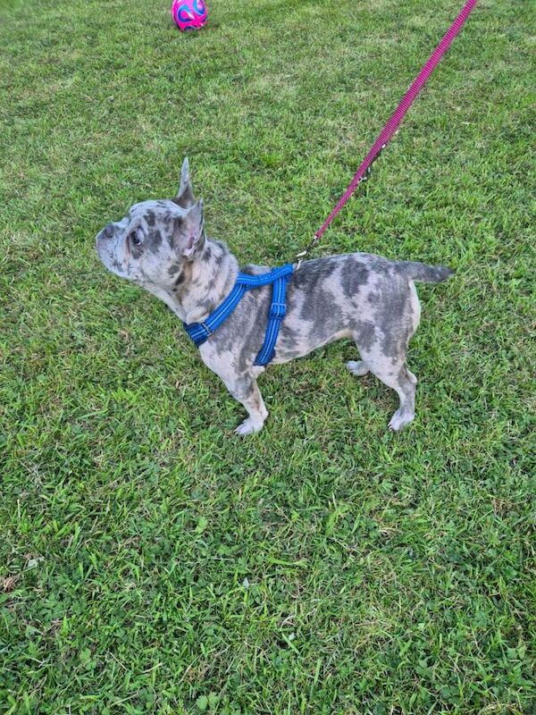 Male merle French bulldogs - Image 2 of 5
