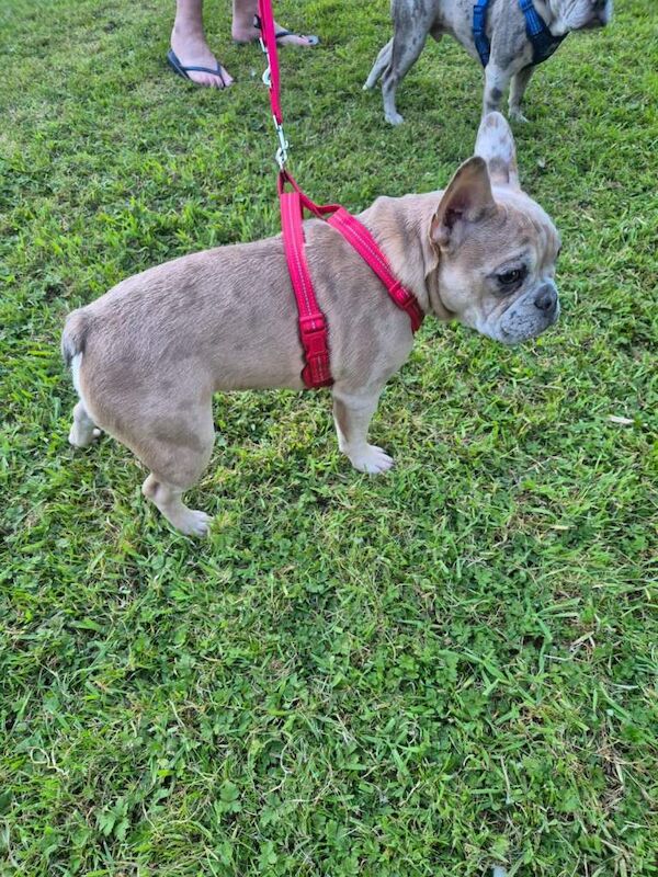 Male merle French bulldogs - Image 3 of 5