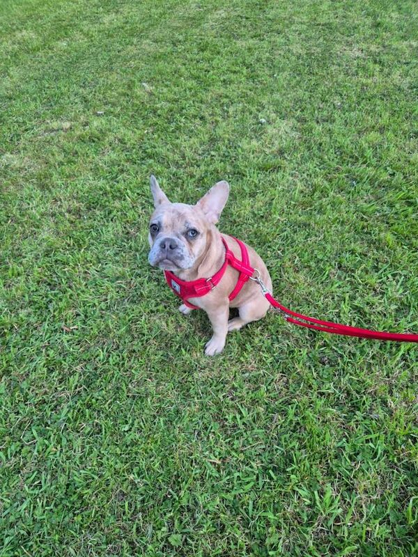 Male merle French bulldogs - Image 4 of 5