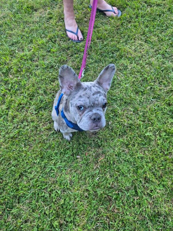 Male merle French bulldogs - Image 5 of 5