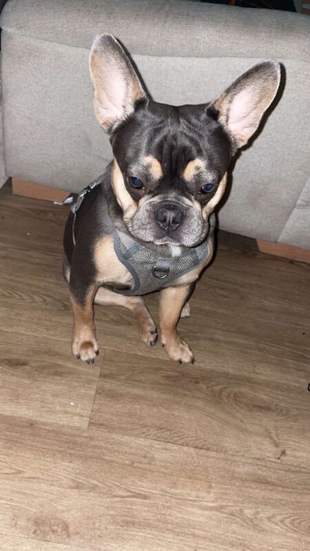 Male Tri French Bulldog (1 Year Old Puppy)