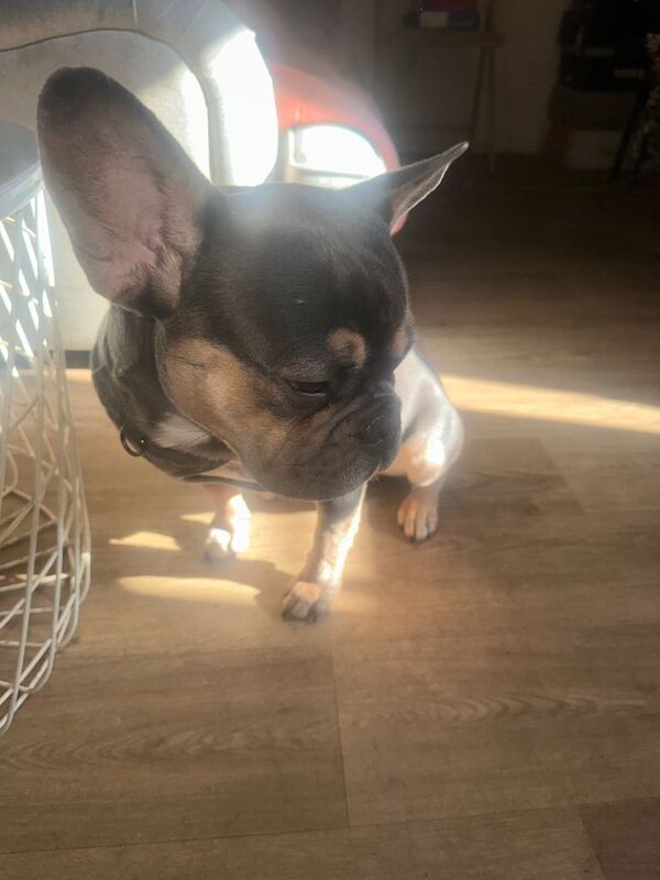 Male Tri French Bulldog (1 Year Old Puppy) - Image 2 of 5