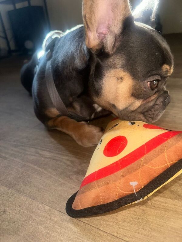 Male Tri French Bulldog (1 Year Old Puppy) - Image 3 of 5