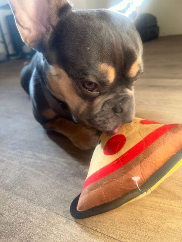 Male Tri French Bulldog (1 Year Old Puppy) - Image 4 of 5