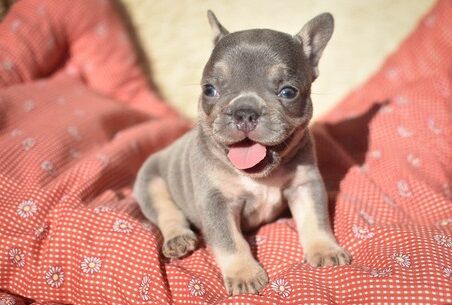 French Bulldog puppies for sale in London Beach, Kent – KC registered, 1 year old - Image 2 of 11