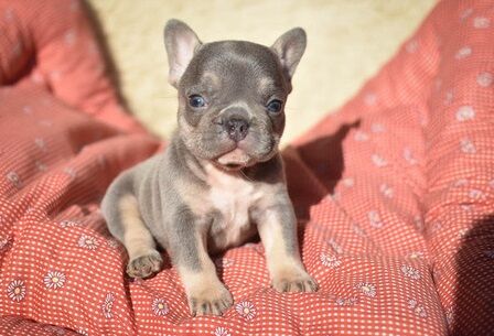 French Bulldog puppies for sale in London Beach, Kent – KC registered, 1 year old - Image 3 of 11