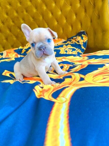 French Bulldog puppies for sale in London Beach, Kent – KC registered, 1 year old - Image 5 of 11