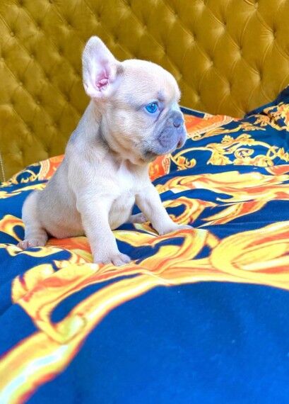 French Bulldog puppies for sale in London Beach, Kent – KC registered, 1 year old - Image 6 of 11