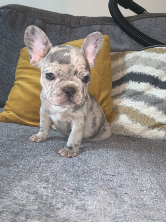 French Bulldog puppies for sale in London Beach, Kent – KC registered, 1 year old - Image 7 of 11
