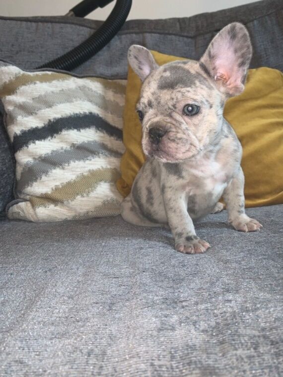 French Bulldog puppies for sale in London Beach, Kent – KC registered, 1 year old - Image 8 of 11