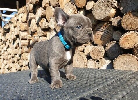 French Bulldog puppies for sale in London Beach, Kent – KC registered, 1 year old - Image 9 of 11