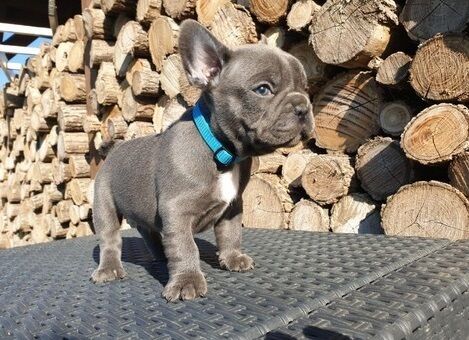 French Bulldog puppies for sale in London Beach, Kent – KC registered, 1 year old - Image 10 of 11