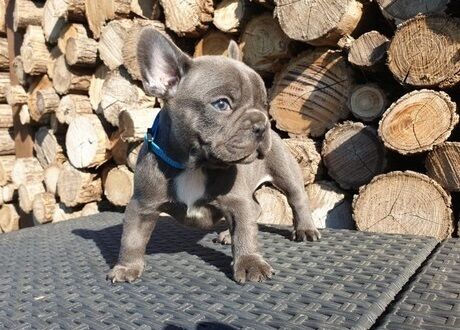 French Bulldog puppies for sale in London Beach, Kent – KC registered, 1 year old - Image 11 of 11