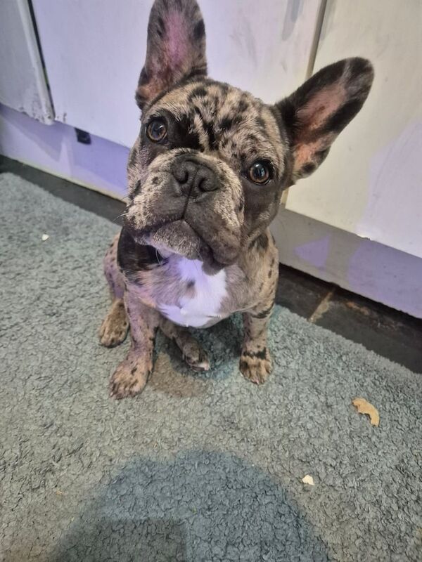 Merle French bulldog for sale in Coventry, West Midlands