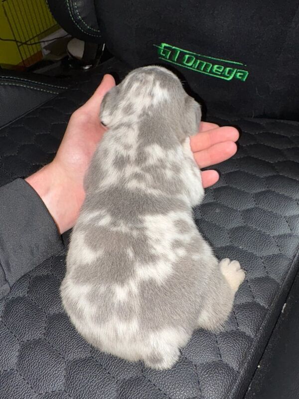 French Bulldog puppies for sale in Downpatrick, County Down – 3 weeks old