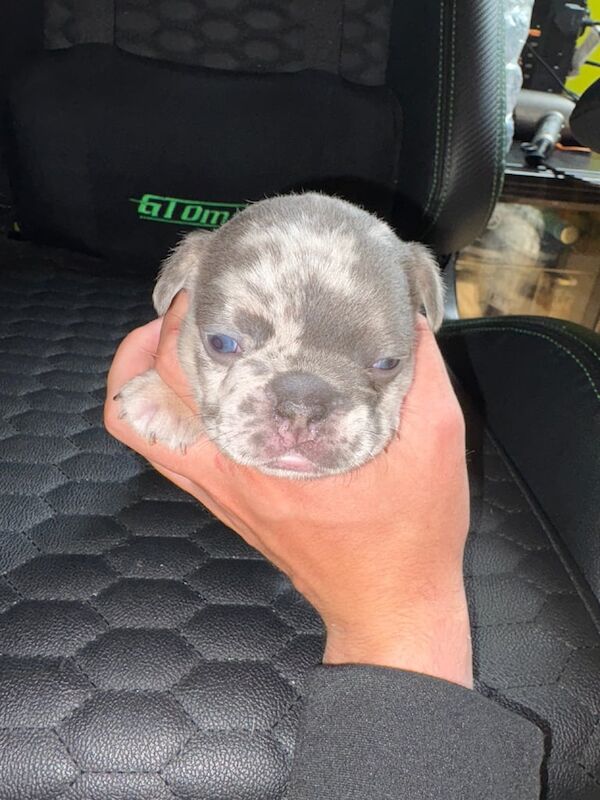 French Bulldog puppies for sale in Downpatrick, County Down – 5 weeks old - Image 2 of 3