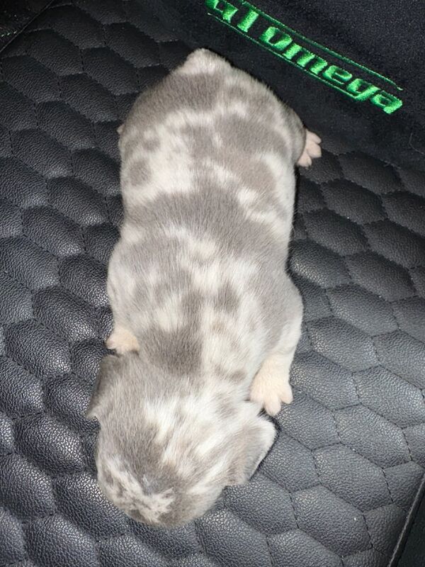 French Bulldog puppies for sale in Downpatrick, County Down – 5 weeks old - Image 3 of 3