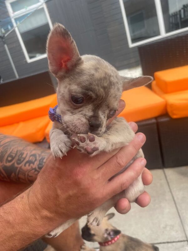 French Bulldog puppies for sale in Irvine, Ayrshire and Arran – 6 weeks old