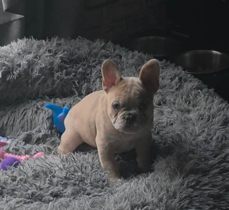 French Bulldog puppies for sale in Woolwich, Greater London – 3 months old