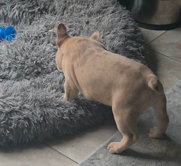 French Bulldog puppies for sale in Woolwich, Greater London – 3 months old - Image 2 of 5