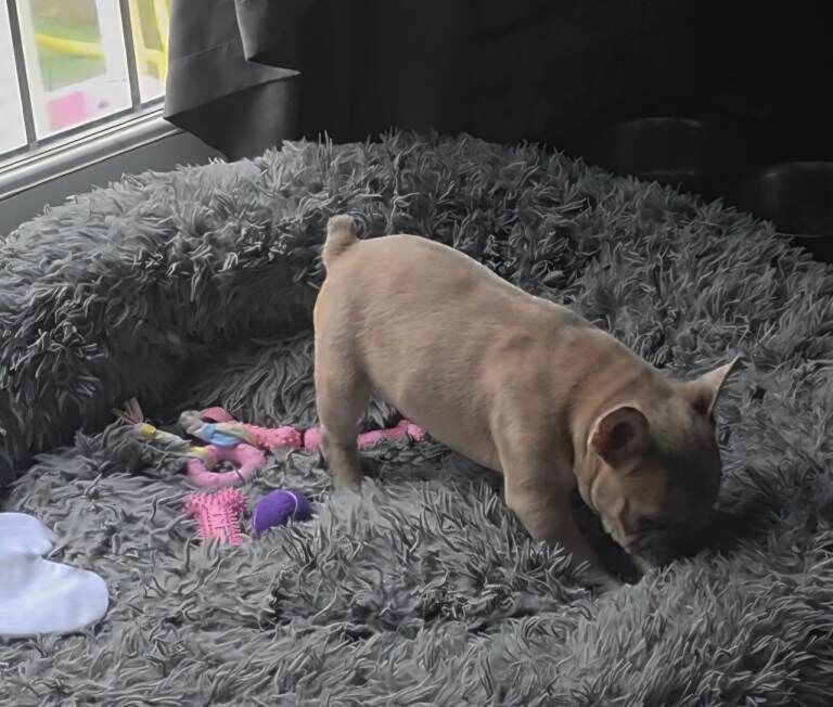 French Bulldog puppies for sale in Woolwich, Greater London – 3 months old - Image 3 of 5