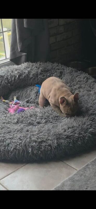 French Bulldog puppies for sale in Woolwich, Greater London – 3 months old - Image 4 of 5