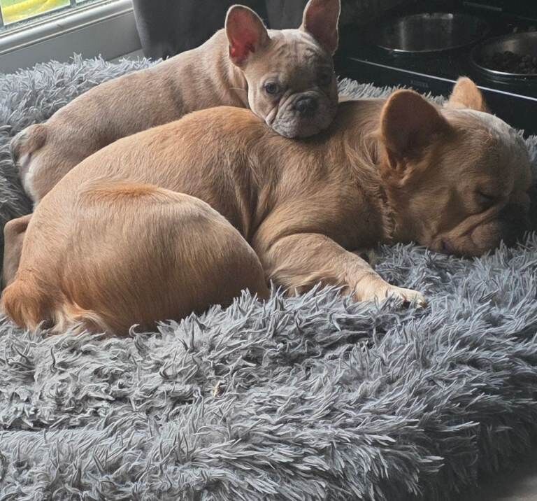 French Bulldog puppies for sale in Woolwich, Greater London – 3 months old - Image 5 of 5