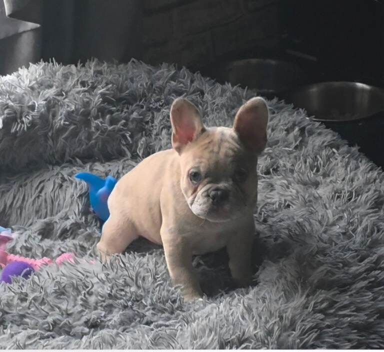 French Bulldog Puppies For Sale Under £1,000