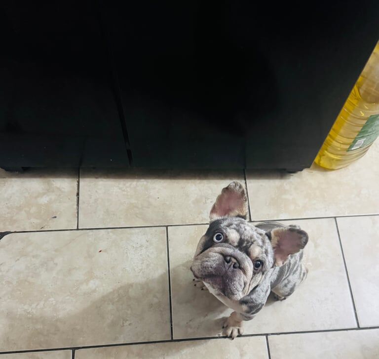Merle French Bulldog Girl For Sale in Leven, Fife