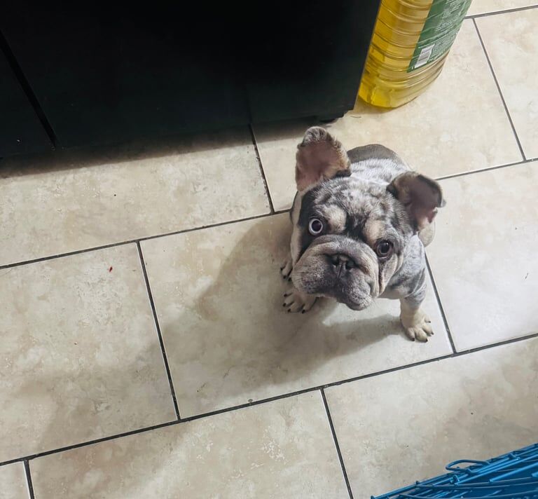 Merle French Bulldog Girl For Sale in Leven, Fife | Image 2