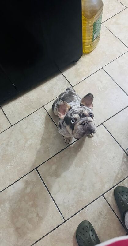 Merle French Bulldog Girl For Sale in Leven, Fife | Image 3