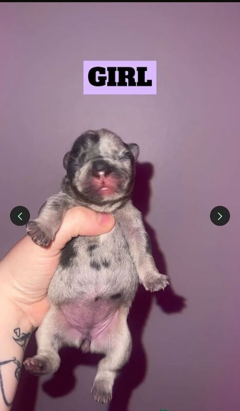 French Bulldog puppies for sale in Stoke Newington, Greater London – 2 weeks old