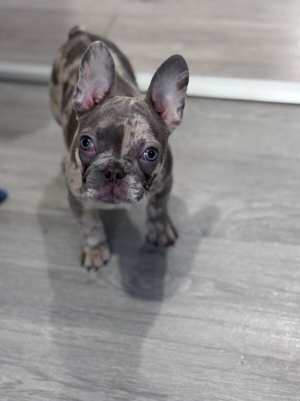 Merle French Bulldog puppy