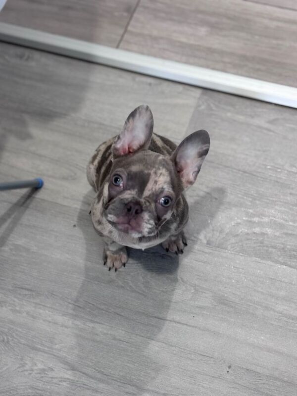 Merle French Bulldog puppy - Image 2 of 5