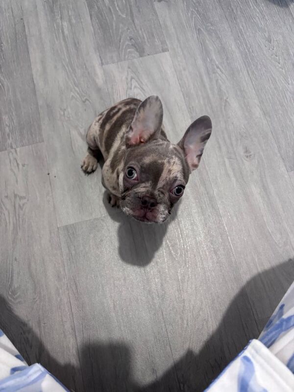 Merle French Bulldog puppy - Image 3 of 5