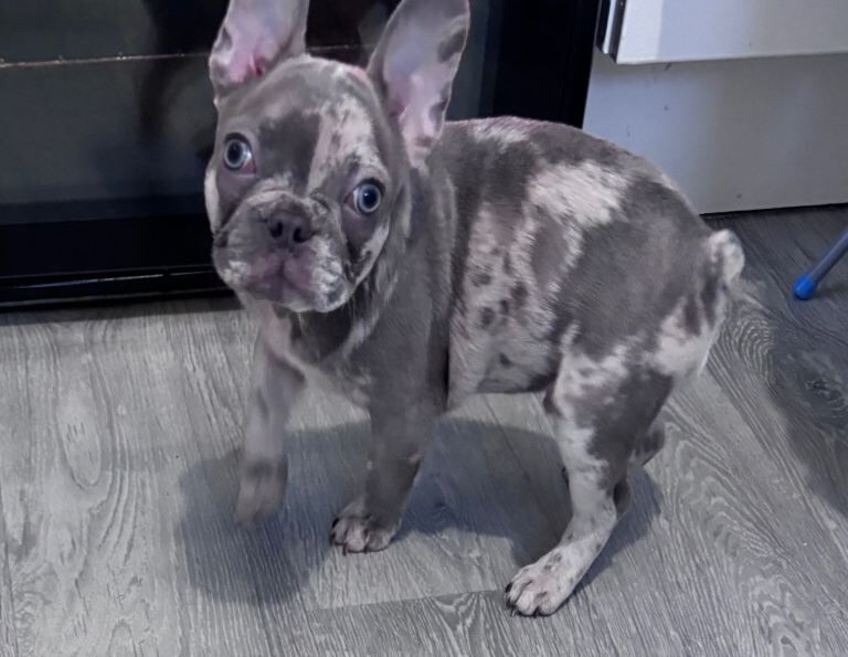 Merle French Bulldog puppy - Image 4 of 5
