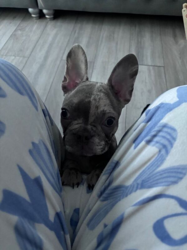 Merle French Bulldog puppy - Image 5 of 5