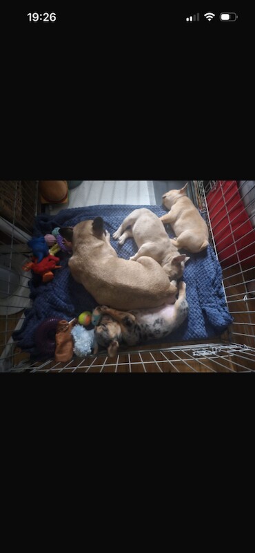 Merle French bulldogs - Image 3 of 5