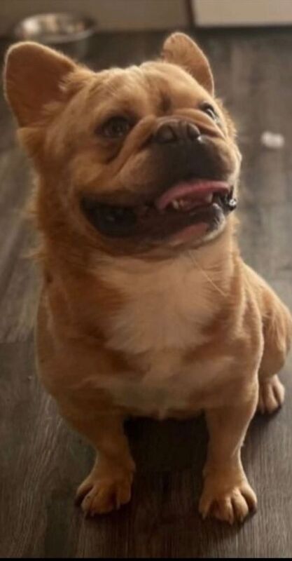 Merle French bulldogs - Image 4 of 5