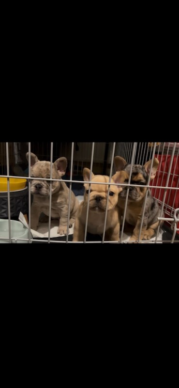 Merle French bulldogs - Image 5 of 5