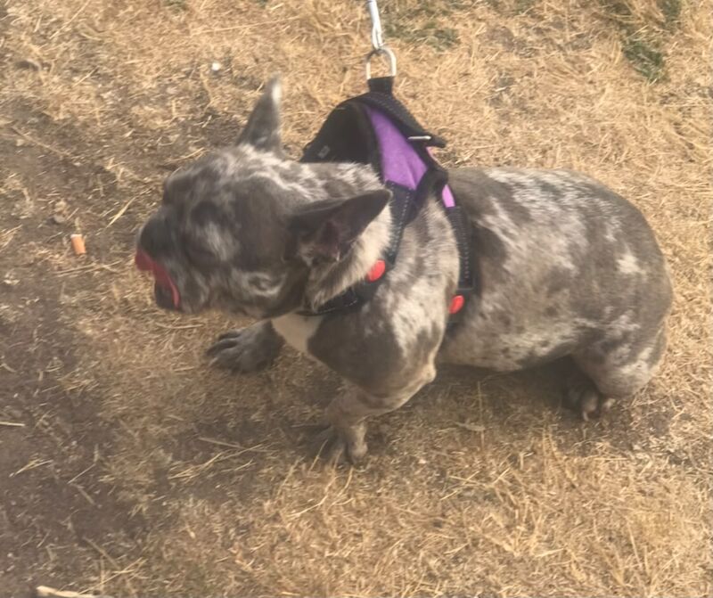 Merle Frenchie Girl 3yrs