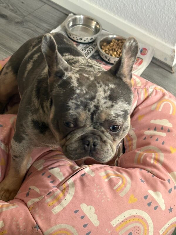 Merle Male French bulldog 18months for sale in Nw10 5ta