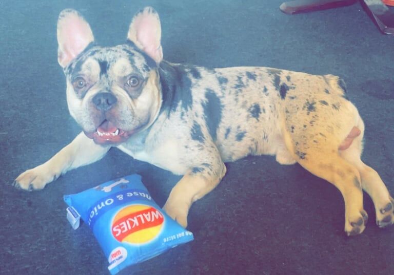 French Bulldog puppies for sale in Clay Cross, Derbyshire – 11 months old