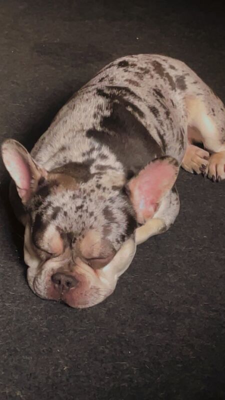French Bulldog puppies for sale in Clay Cross, Derbyshire – 11 months old - Image 2 of 3