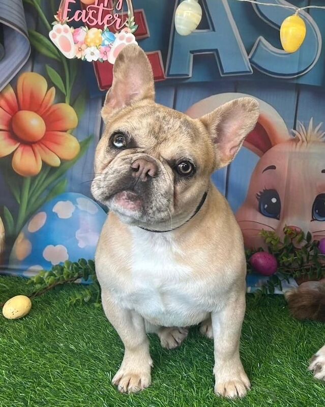 Met our beautiful boy for sale in Wolverhampton, West Midlands