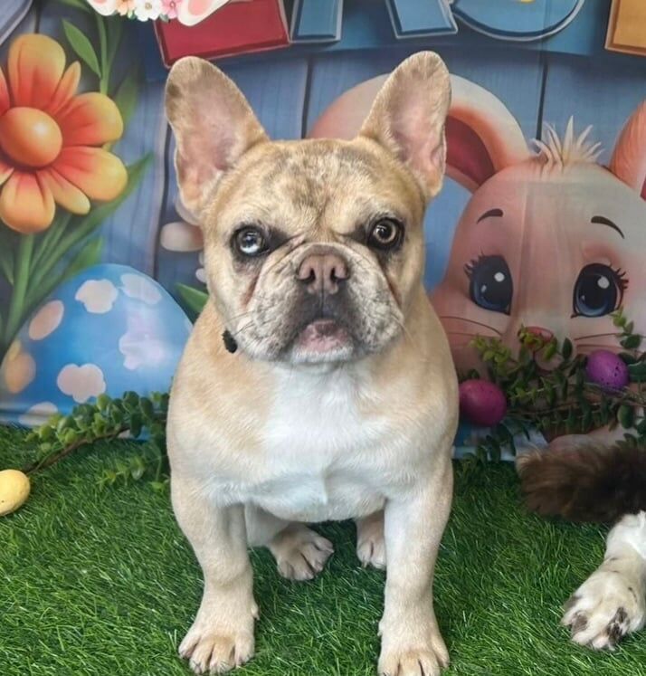 French Bulldog puppies for sale in Wolverhampton, West Midlands – 1 year old - Image 2 of 3